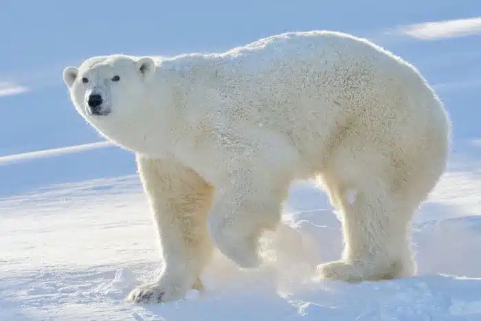 Oso polar en el Parque Nacional Wapusk en Canadá